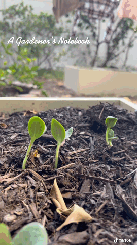 Squash Seedlings in the new raised beds via TikTok [Video]