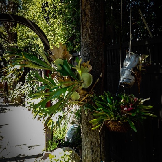 Garden Scene 15, Staghorn Ferns From the 2022 Mary Lou Heard Memorial Garden Tour via Instagram [Photography] 