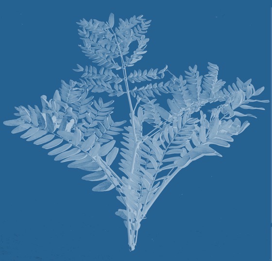 Locust Faux Cyanotype