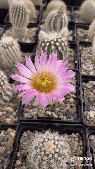 Cactus Blooms: Which one is your favorite?!? via partlysunnyproj on TikTok [Shared] [Video]