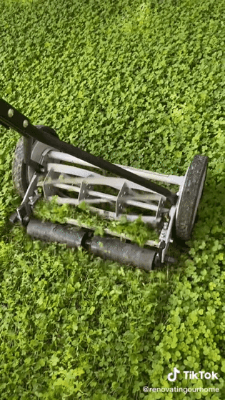 How We Maintain And Mow Our Clover Lawn! via renovatingourhome on TikTok [Video] [Shared]