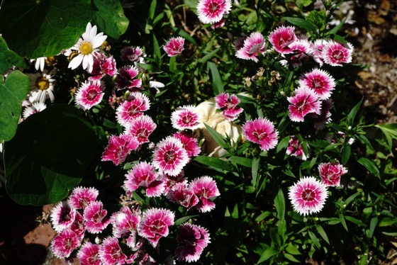Dianthus Flowers via Instagram [Photography] 