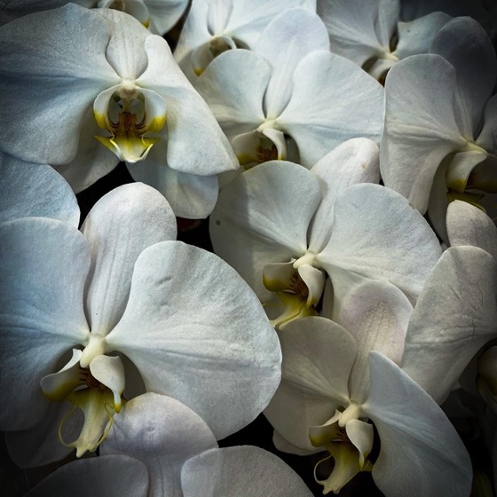 White Orchids via Instagram [Photography] 
