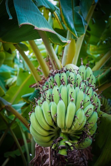 Neighborhood Bananas via Instagram [Photography] 