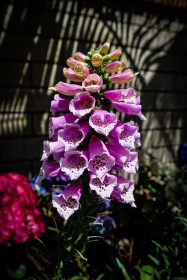 Digitalis purpurea From the 2022 Mary Lou Heard Memorial Garden Tour via Instagram [Photography] 