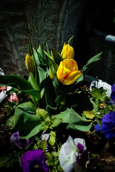 Mini-tulips in bowl planter via Instagram [Photography] 