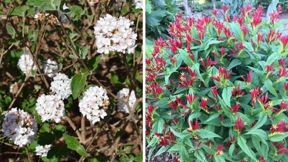 6 Great Plants That Tolerate Both Full-Sun and Shade Conditions via FineGardening [Shared]