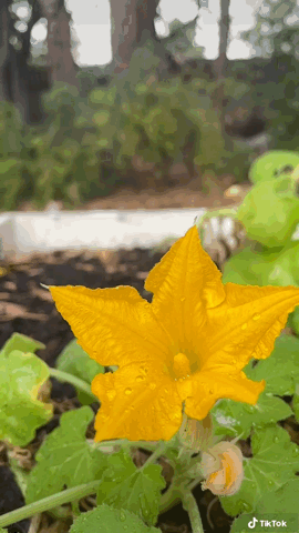 Squash blossoms this morning in the new raised beds via TiKTok [Video]