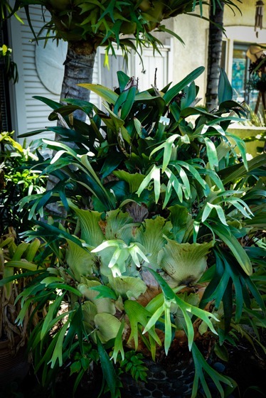 Staghorn ferns (Platycerium) From the 2022 Mary Lou Heard Memorial Garden Tour via Instagram [Photography] 