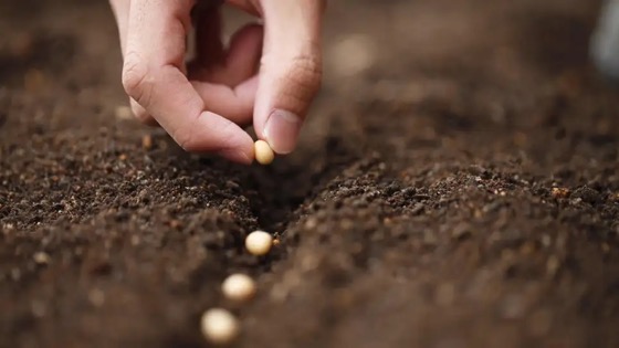 Why Your Seeds Aren't Sprouting via Lifehacker [Shared]
