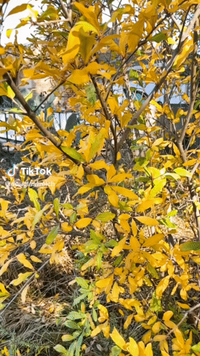End of the pomegranate season. Pruning once the leaves fall.via TikTok [Video]