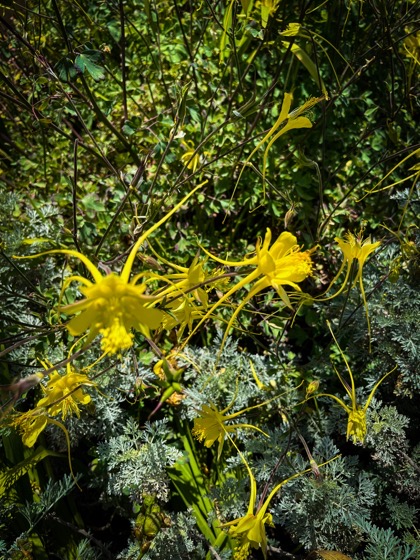 Aquilegia chrysantha From the 2022 Mary Lou Heard Memorial Garden Tour via Instagram [Photography] 