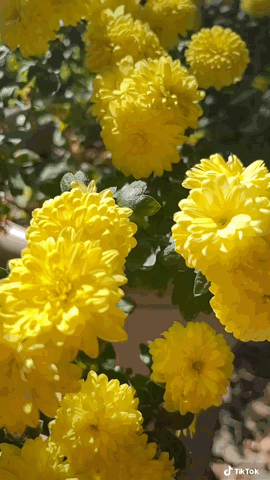 Yellow Mums in the garden Slomo 2 via TikTok [Video]