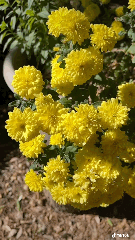 Yellow Mums In the garden…November 6, 2022 via TikTok [Video]