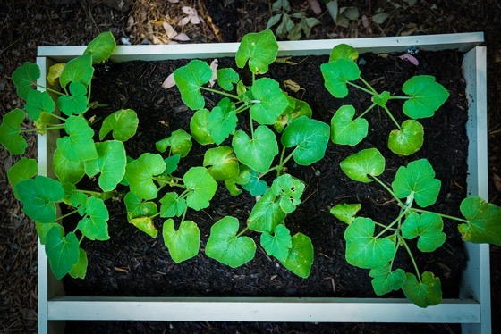 Squash seedlings in the raised beds  [Photography] 
