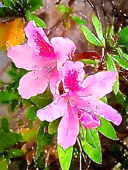 Azalea Flowers in Watercolor