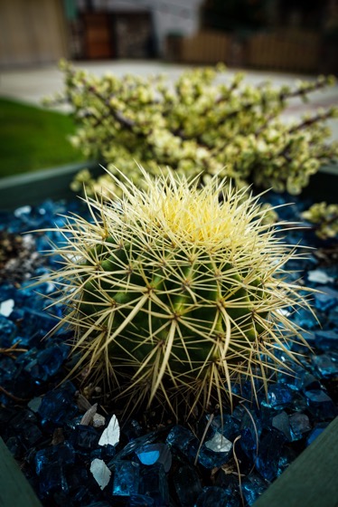 Small Barrel Cactus  [Photography]