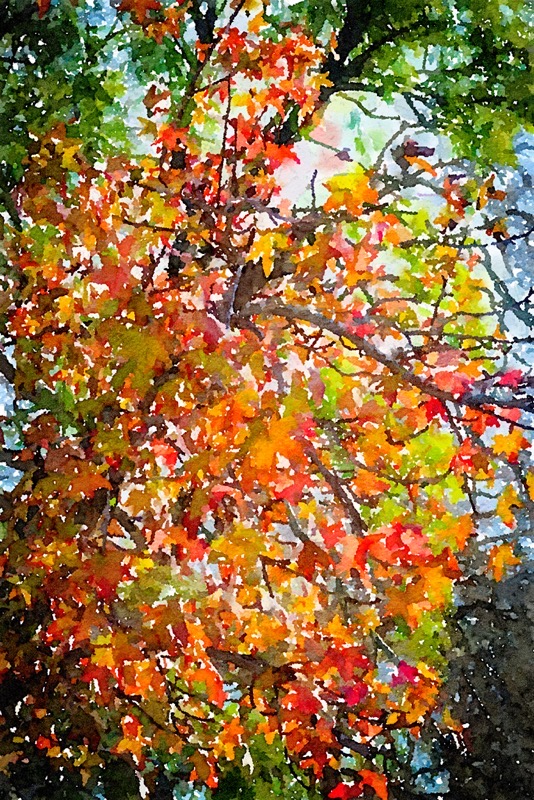 Colorful Liquidambar Leaves on the Neighborhood Watercolor  [Photography] 