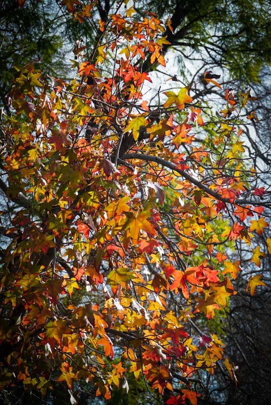 Colorful Liquidambar Leaves on the Neighborhood  [Photography] 