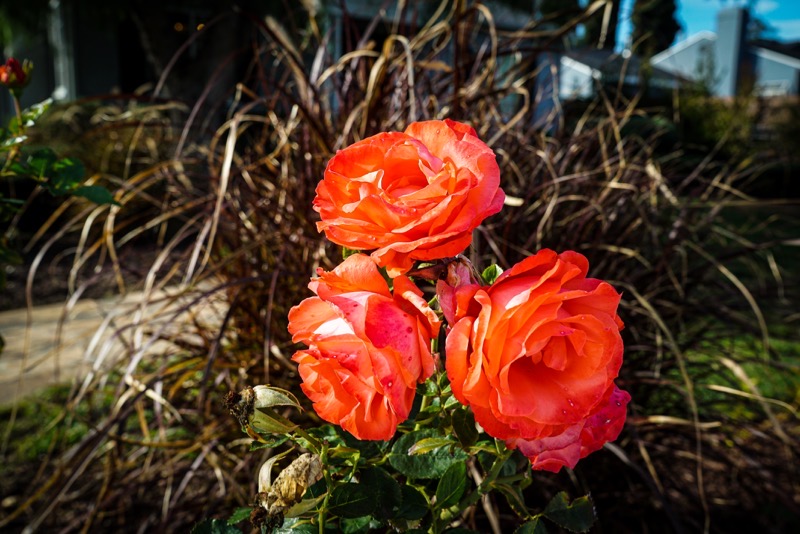 Flowering Now: Roses in the neighborhood