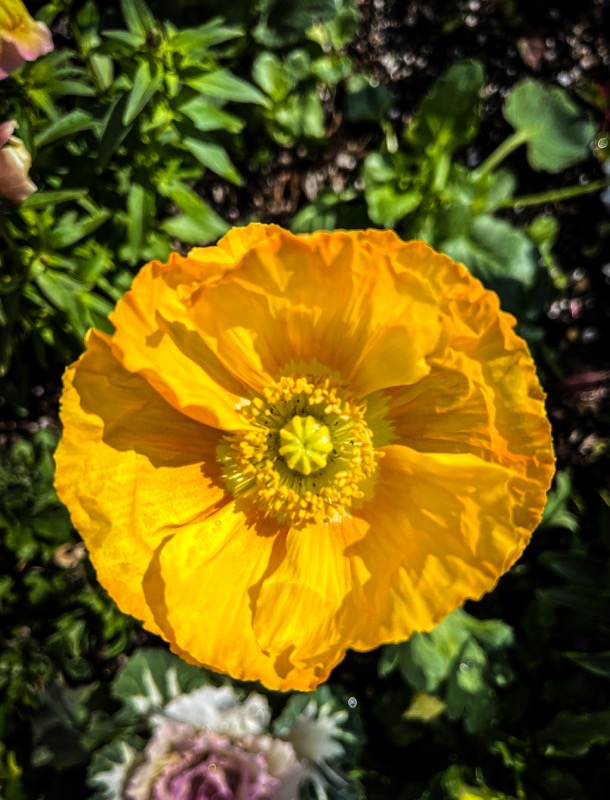 Yellow Poppy Sherman Oaks, California  [Photography] 