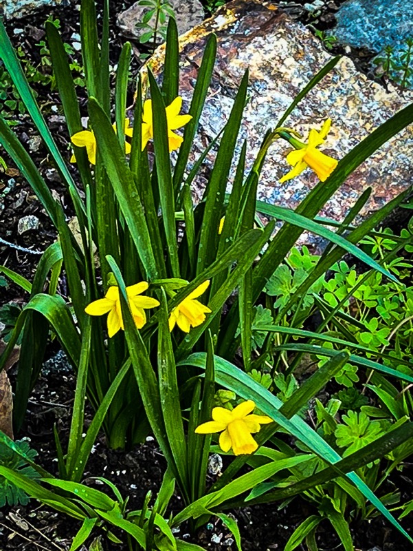 Mini Daffodils from our friend's garden  [Photography] 