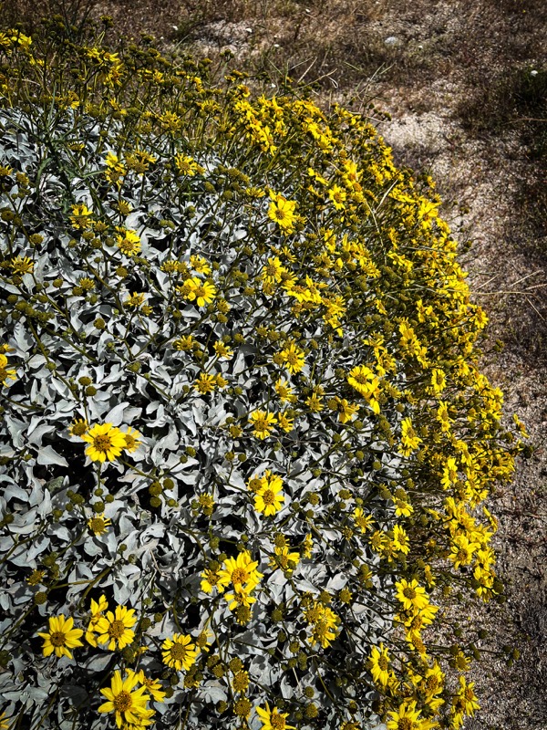 Brittlebush Wildflowers (Encelia farinosa) at Desert X, Coachella Valley, California  [Photography] 