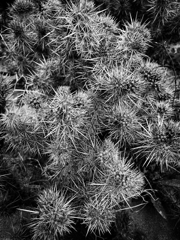 Cholla (Cylindropuntia) at Desert X, Coachella Valley, California (2 photos)