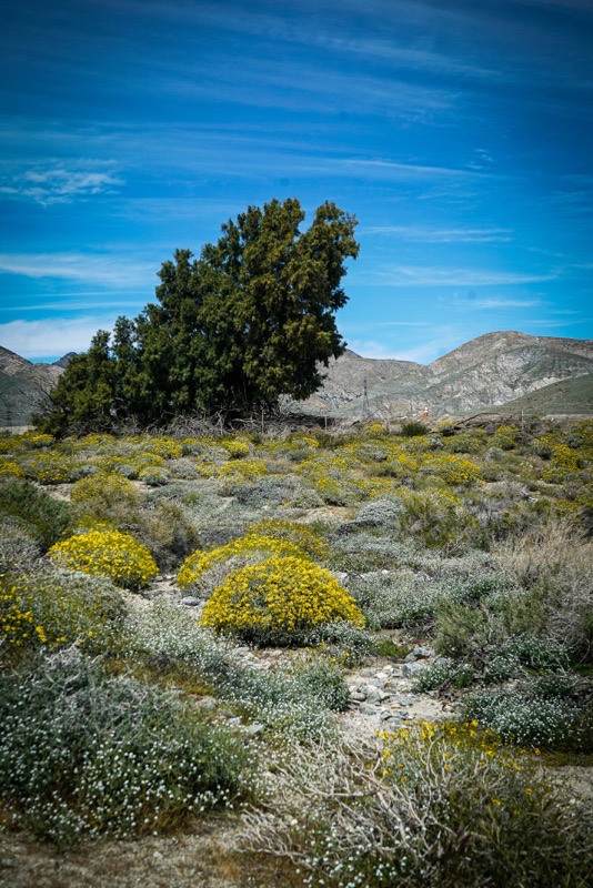 Desert Wildflowers at Desert X, Coachella Valley, California  [Photography] 