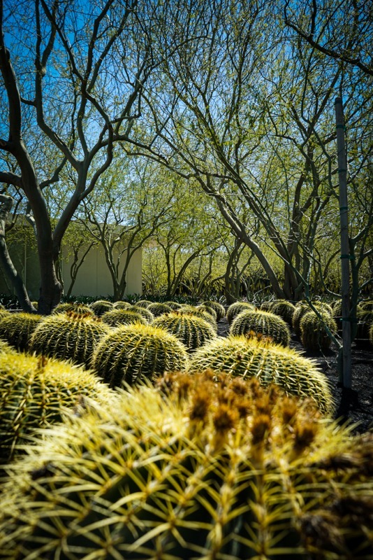 Barrel Cactus at Sunnylands, Rancho Mirage, California  [Photography] 