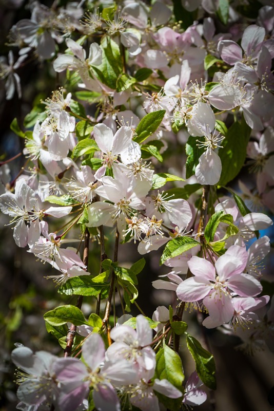Flowering Tree, Denver Botanic Garden, Denver, Colorado
