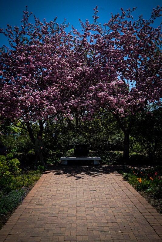 Flowering Trees, Denver Botanic Garden, Denver, Colorado