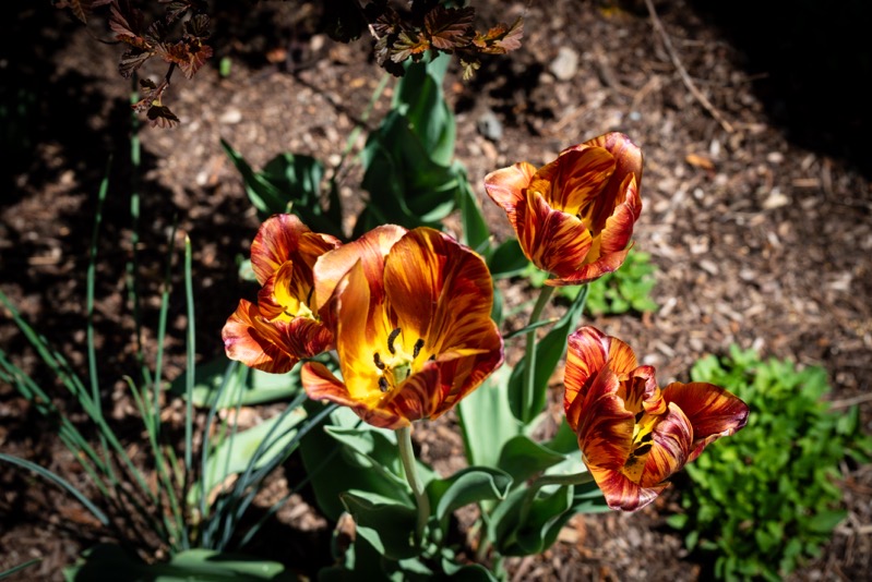 Tulips, Denver Botanic Garden, Denver, Colorado