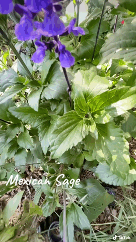 Mexican Sage in the garden [Video]