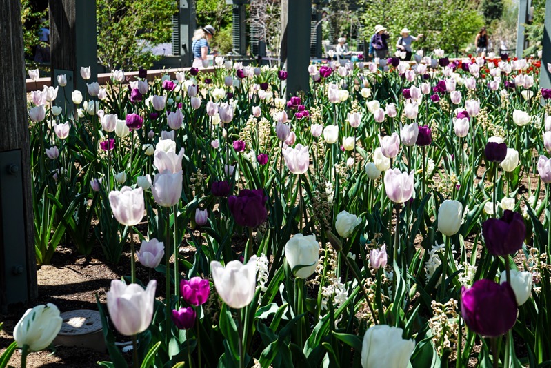 Tulips, Denver Botanic Garden, Denver, Colorado 