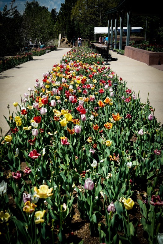 Rectangular garden beds filled with multi-colored tulip flowers surrounded by concreate walkways in bright sun.