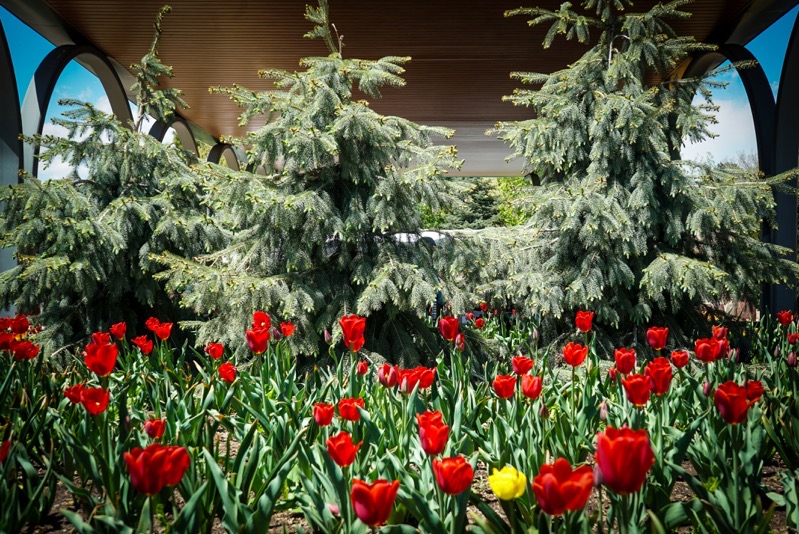 Tulips, Denver Botanic Garden, Denver, Colorado
