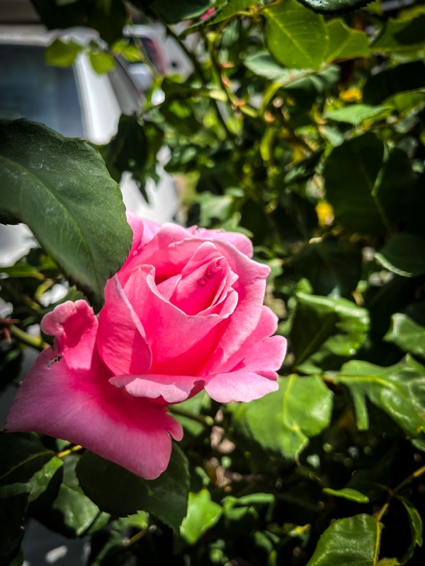 In the garden: Rosa ’Bewitched’, Los Angeles, California 