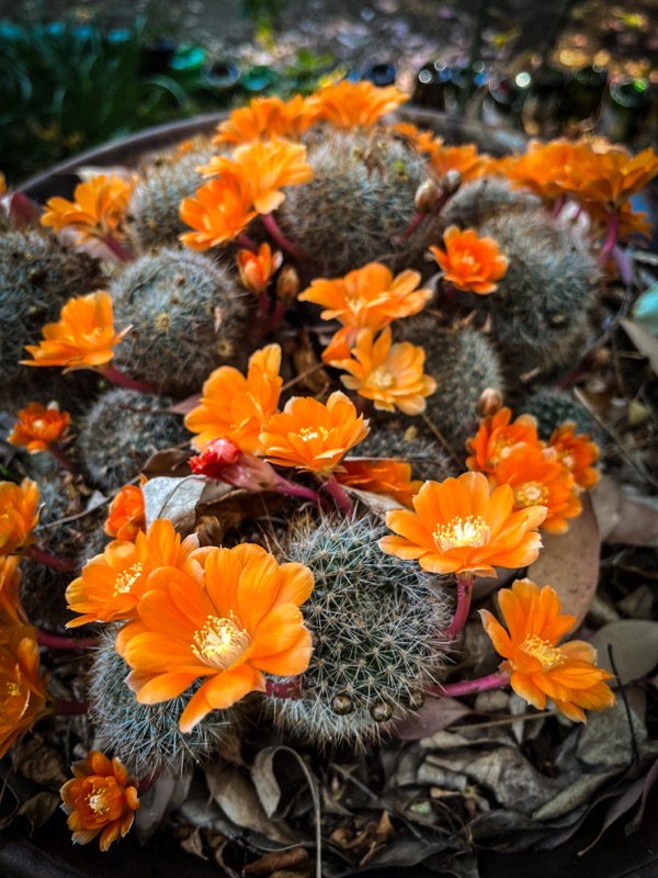 In the garden: Possible Rebutia spinosissima Flowers, Los Angeles, California 