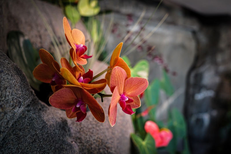 Orchid, Denver Botanic Garden, Denver, Colorado
