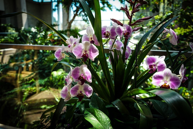 Orchid, Denver Botanic Garden, Denver, Colorado
