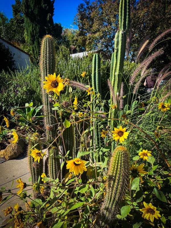 Cactus and Sunflowers, North Hollywood, California
