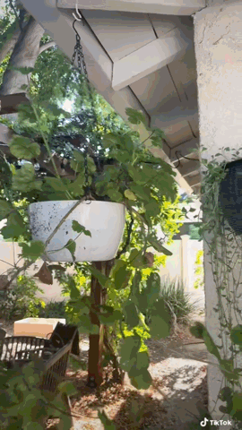 Feeding the garden containers via TikTok [Video]