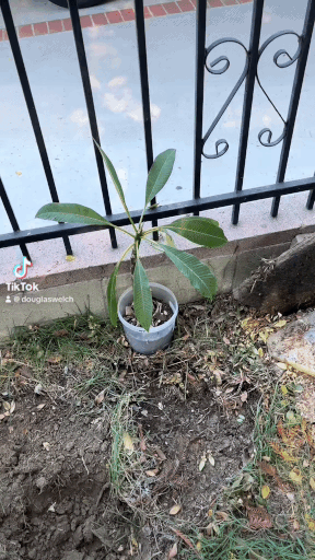 Planting a Plumeria Cutting via TikTok 