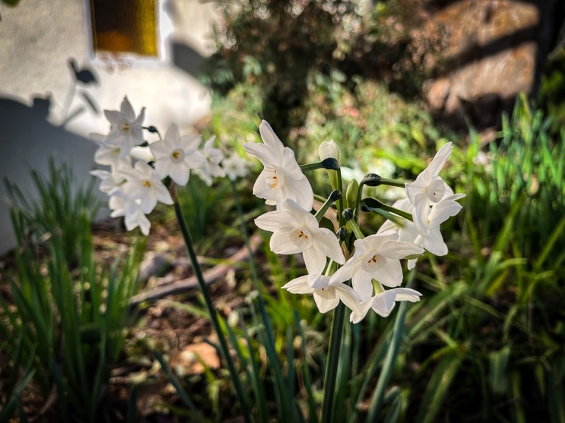 First Paperwhites 2024  [Photography]
