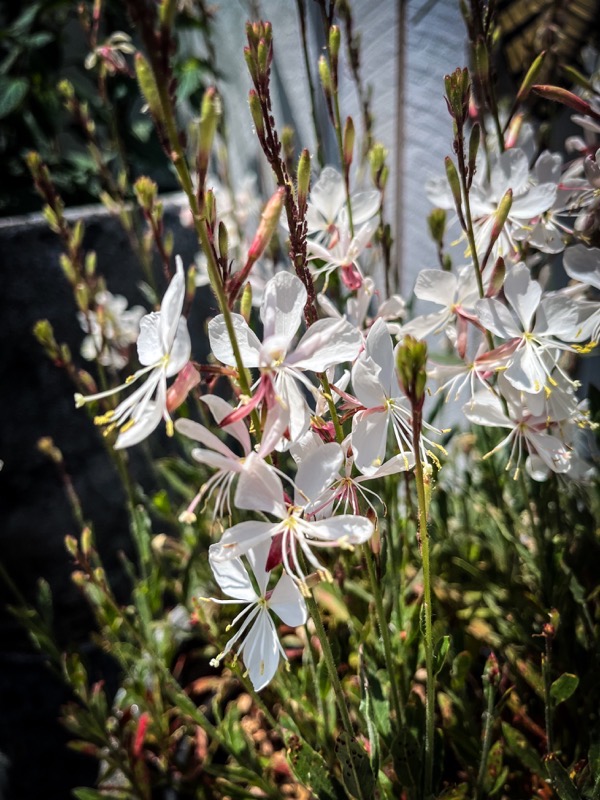 Flowering Now: Bee Blossom (Oenothera) 