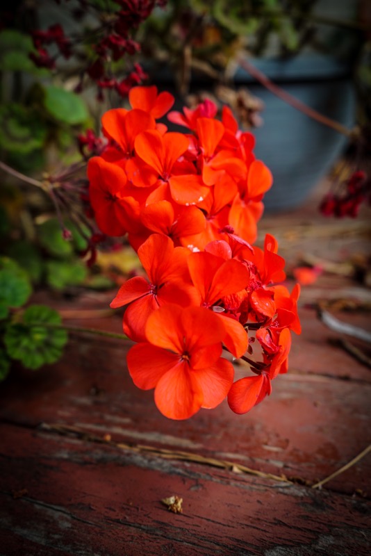 In The Garden: Red Geranium