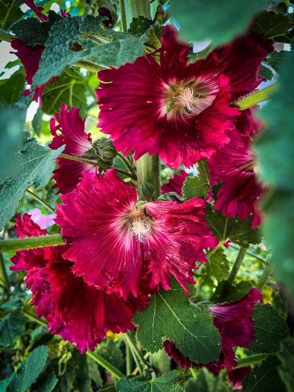 Flowering Now: Red Hollyhocks (Alcea)  [Photography] 