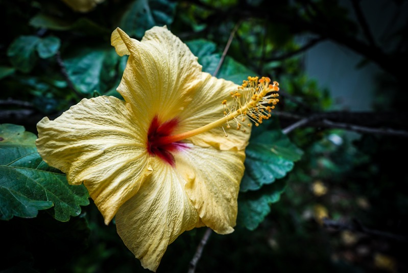 Flowering Now: Yellow Hibiscus In The Garden [Photography] 