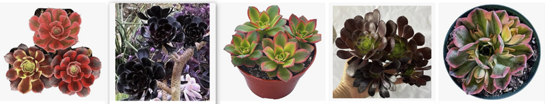 Enhance your garden with some beautiful aeoniums!